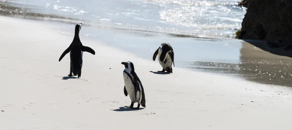 Pingüinos africanos en la playa de Boulders — Foto de Stock