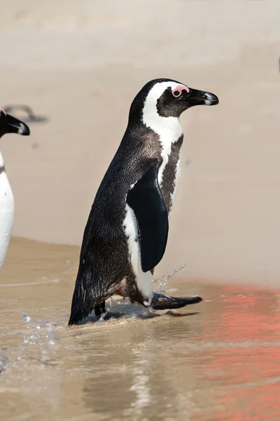 Африканский пингвин на пляже Боулдерс — стоковое фото