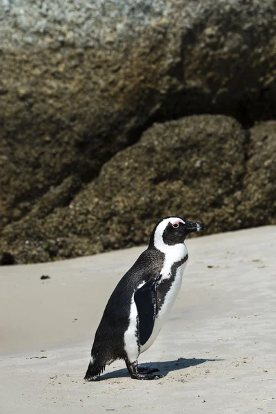 Pingwin przylądkowy w Boulders Beach — Zdjęcie stockowe