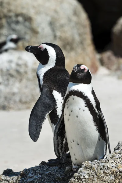 Jackass pingwiny w Boulders Beach — Zdjęcie stockowe