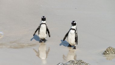 African Penguins in boulders beach clipart