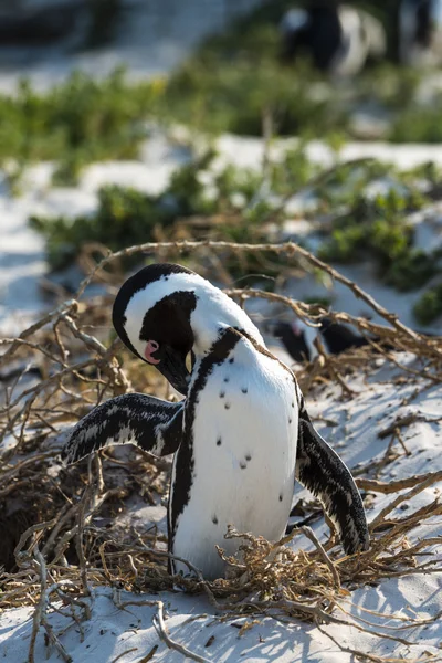 Африканский пингвин в валунах пляжа — стоковое фото