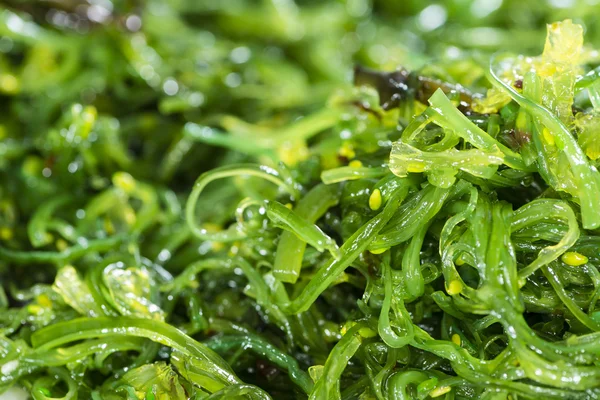 Kelp salade achtergrond — Stockfoto