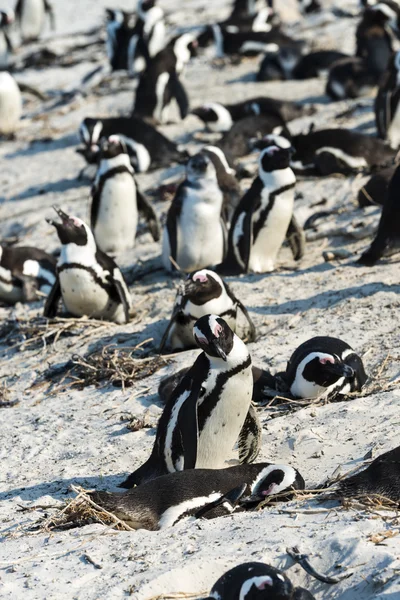 Afrykańskich pingwiny w boulders beach — Zdjęcie stockowe