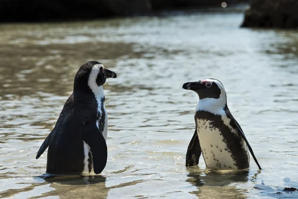 Осел пінгвінами валуни пляжі — стокове фото