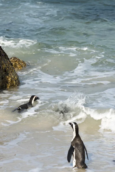 Африканские пингвины на пляже Боулдерс — стоковое фото