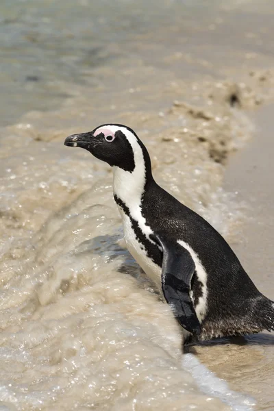 Pinguim africano na praia dos pedregulhos — Fotografia de Stock