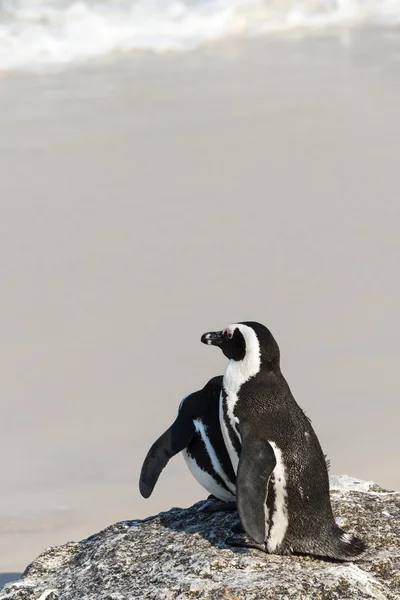 Pingüinos africanos en la playa de rocas — Foto de Stock