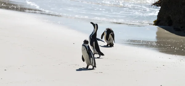 Ääliö pingviinit Boulders Beach — kuvapankkivalokuva