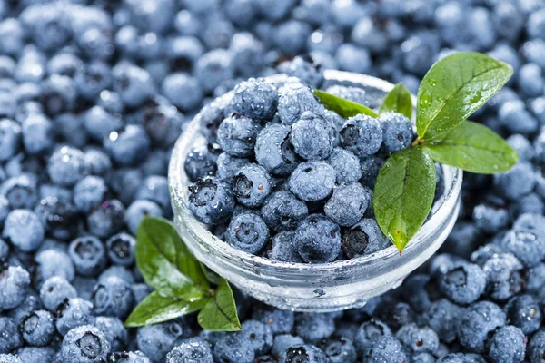 Anteil frisch geernteter Blaubeeren — Stockfoto