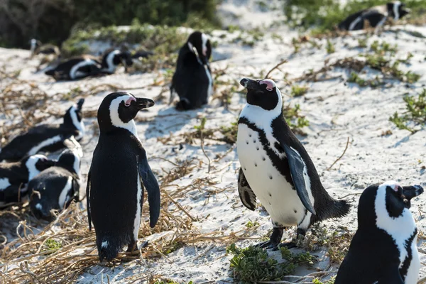 Afrikanska pingviner på boulders beach — Stockfoto