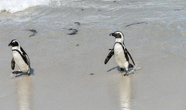 Африканские пингвины в Симонстауне (ЮАР) ) — стоковое фото