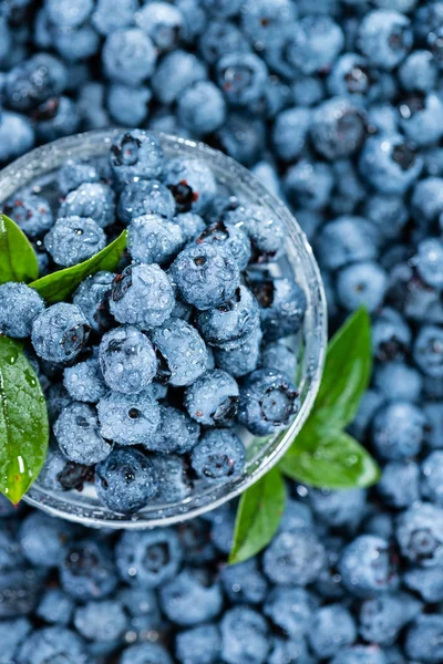 Blaubeere Hintergrund mit Kraut — Stockfoto