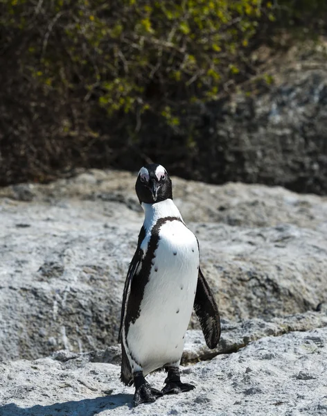 Африканские пингвины на пляже Боулдерс — стоковое фото