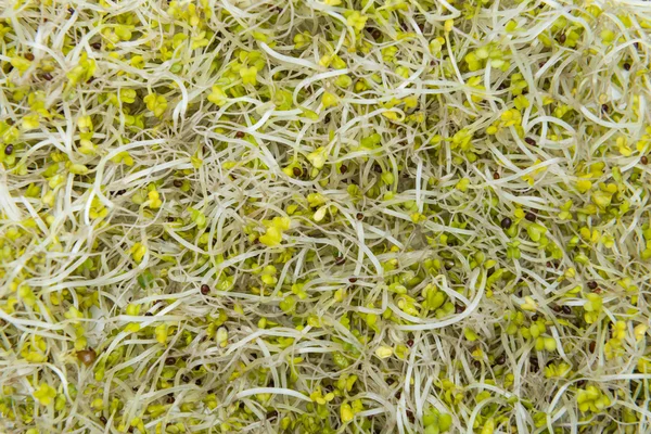 Broccoli Sprouts (close-up shot) — Stock Photo, Image