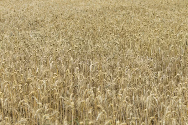 Goldenes Weizenfeld an einem sonnigen Tag — Stockfoto