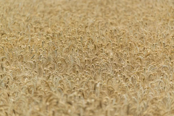 Gouden tarweveld — Stockfoto