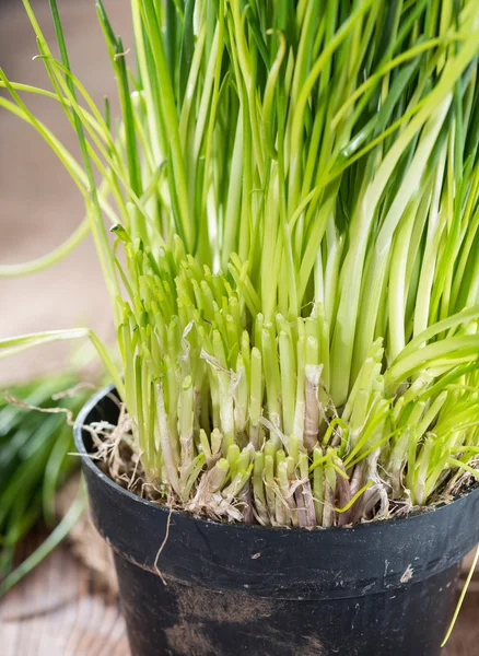 Färska skördat gräslök — Stockfoto