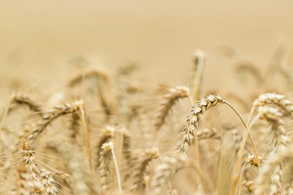 Buğday alan yakın çekim shot — Stok fotoğraf
