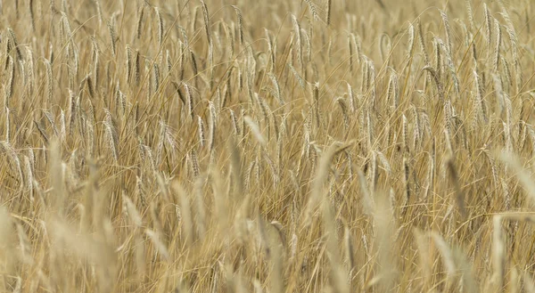 Zlatavá pšeničná pole v slunečný den — Stock fotografie