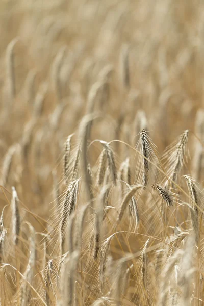 Golden wheat field at a sunny day — Stock Photo, Image