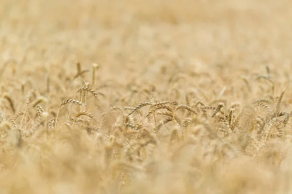 Champ de blé doré — Photo