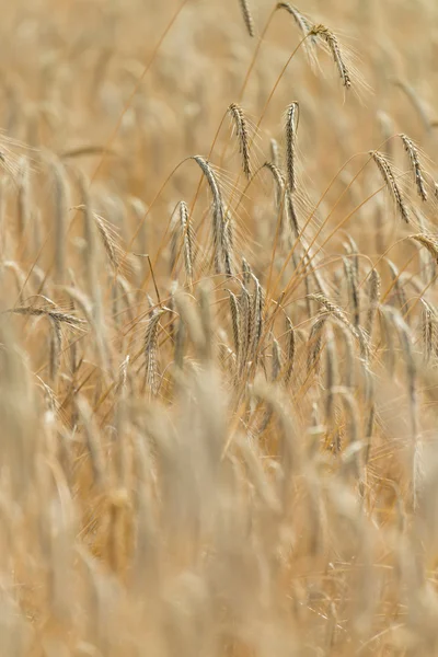 Campo di grano dorato — Foto Stock