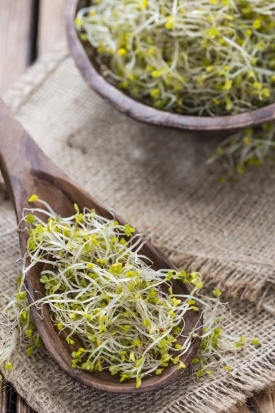 Broccoli Sprouts on a wooden table — 스톡 사진