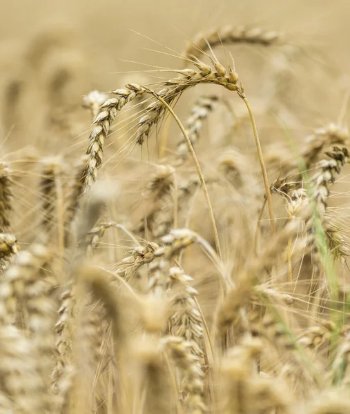 Altın buğday alanı güneşli bir gün — Stok fotoğraf