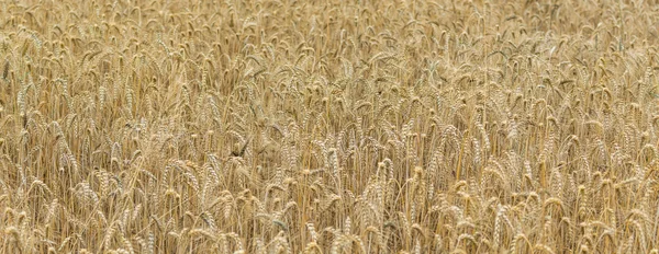 Golden Wheat Field Royalty Free Stock Photos