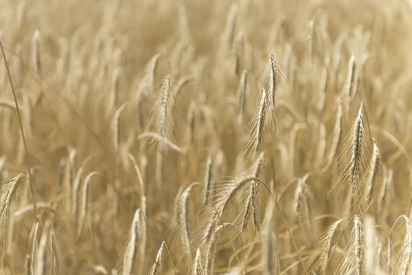 Golden wheat field at a sunny day — Stock Photo, Image