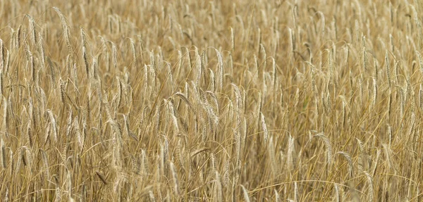 Weizenfeld an einem sonnigen Tag — Stockfoto