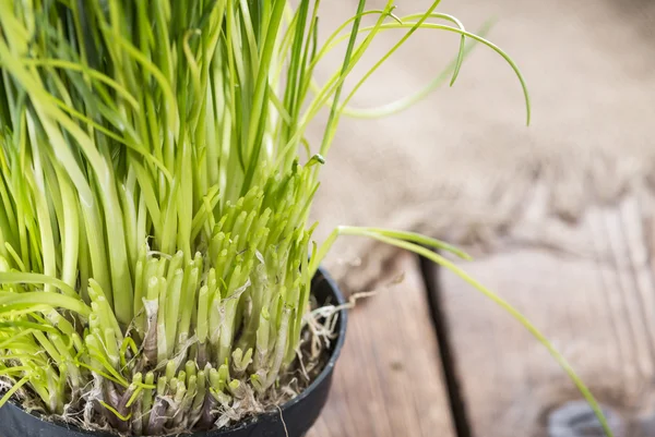 Chives frescas cosechadas — Foto de Stock