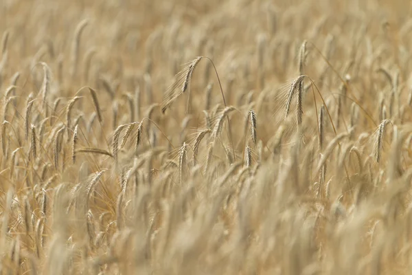 Campo de trigo dourado em um sol da — Fotografia de Stock