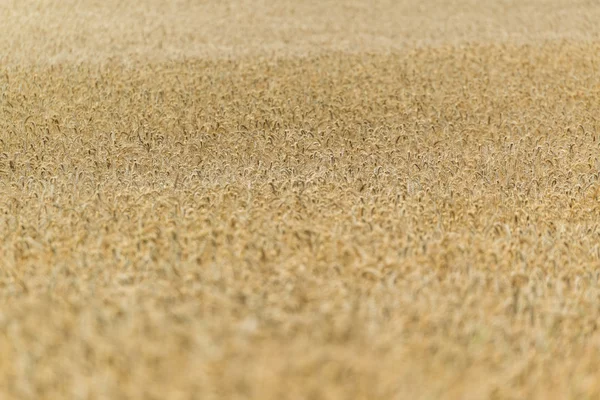 Campo de trigo close-up shot — Fotografia de Stock