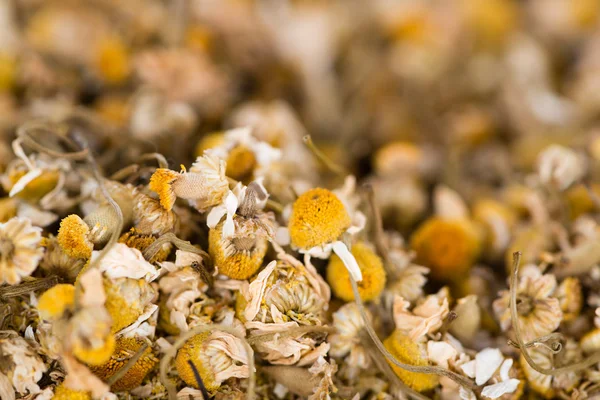 Dried Camomile background image — Stock Photo, Image