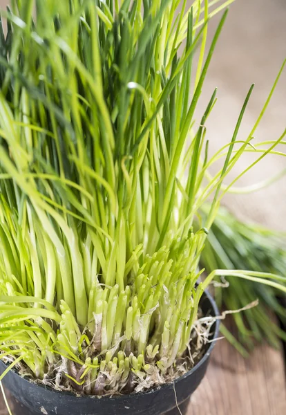 Fresh harvested Chives — Stock Photo, Image