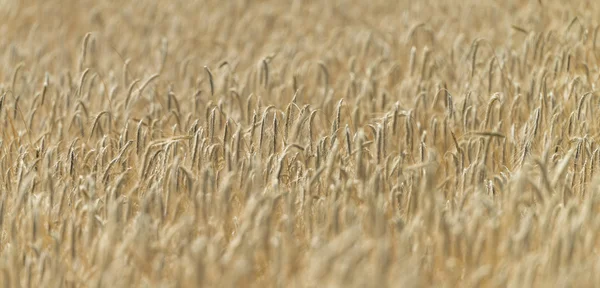 Campo de trigo dorado (primer plano) ) — Foto de Stock