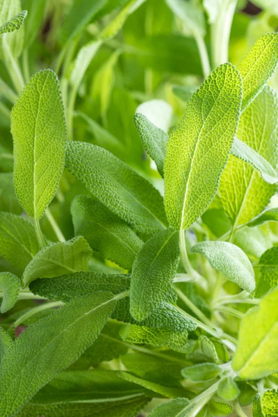 Fresh Sage Plant (close-up shot) — Stock Photo, Image