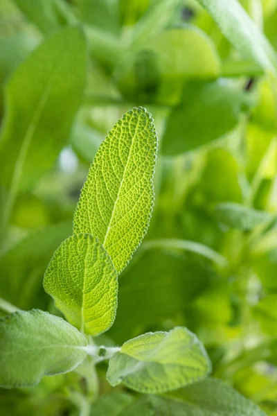 Sage Plant close-up shot — Stock Photo, Image