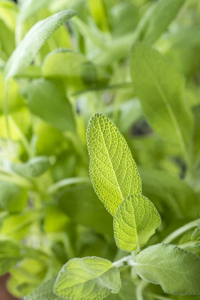 Green Sage Plants — Stock Photo, Image