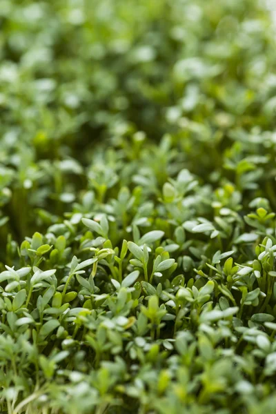 Taze garden cress — Stok fotoğraf