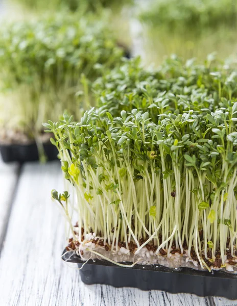 Gedeelte van verse Cress — Stockfoto