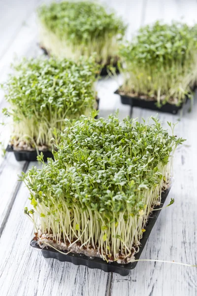 Taze garden cress — Stok fotoğraf