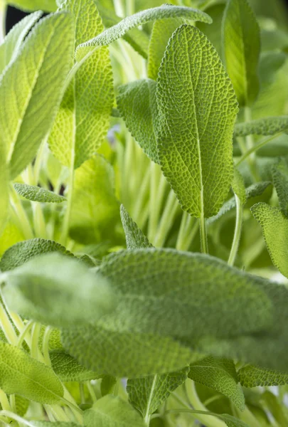 Zöld zsálya növény — Stock Fotó
