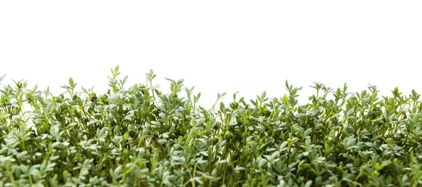 Creș proaspăt de grădină — Fotografie, imagine de stoc
