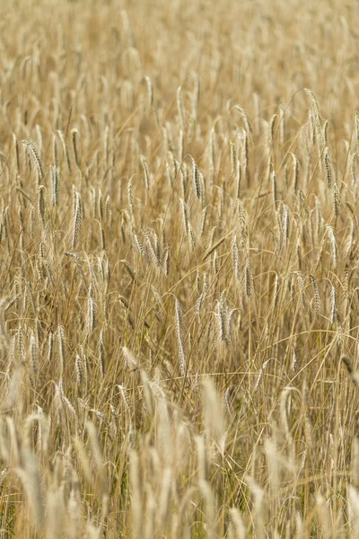 Campo de trigo dourado — Fotografia de Stock