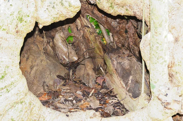 Wurzelstamm eines großen Baumes — Stockfoto