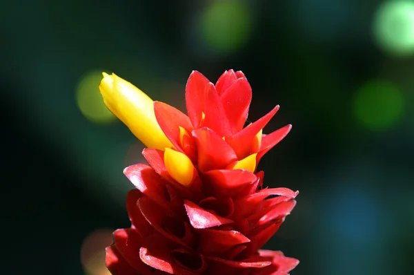 Боке, Красный цветок — стоковое фото
