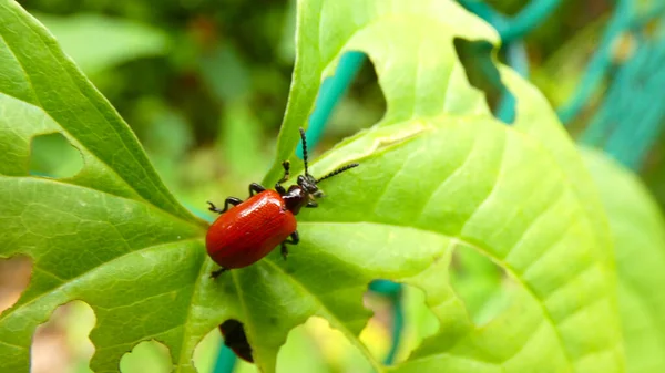 Ladybug Heart Shaped Nature Leaf Wild Plant Background Picture Image — Stock Photo, Image